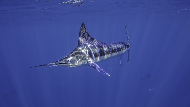 Marlin swimming underwater