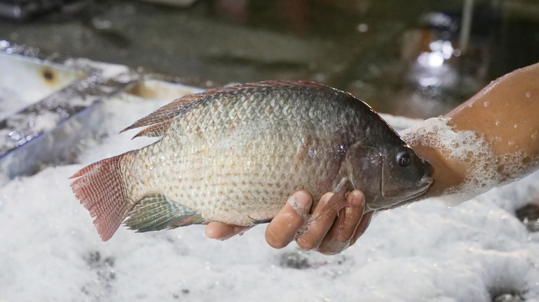 Sudsy hand holding a tilapia