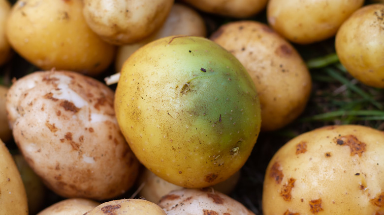 batch of safe potatoes with the exception of one potato giving off green tint in skin indicating potential chlorophyll and toxins forming