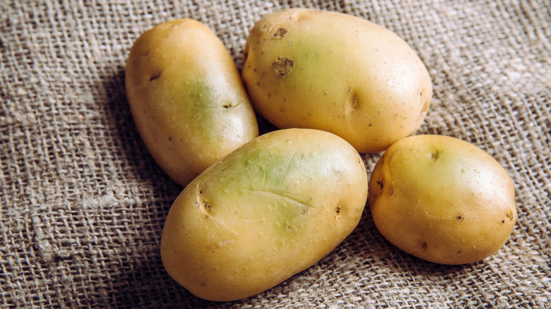 four small potatoes with slight green tinge indicating chlorophyll, solanine, and chaconine production