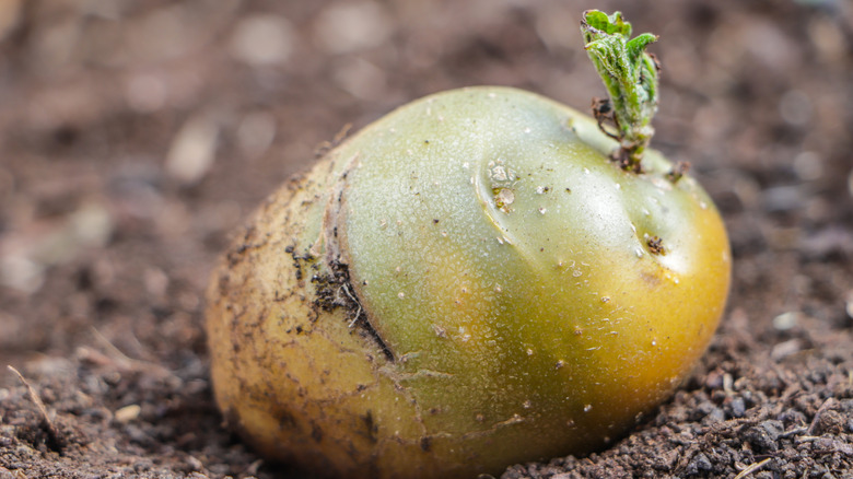 single potato with green hue due to chlorophyll production sitting in soil and sprouting new plant at the eye