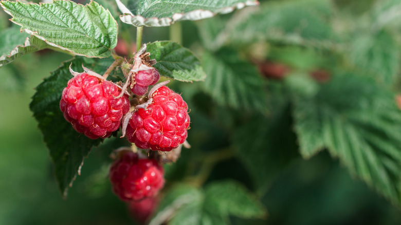 A wild raspberry plant with a few berries