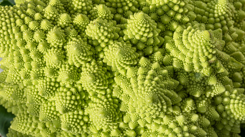 Romanesco broccoli