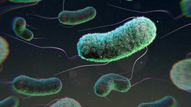 illustration of e. coli bacteria looking fuzzy and in neon colors