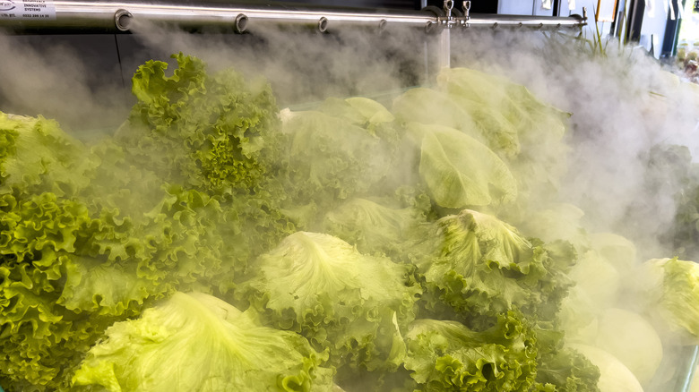 water spraying lettuce in supermarket