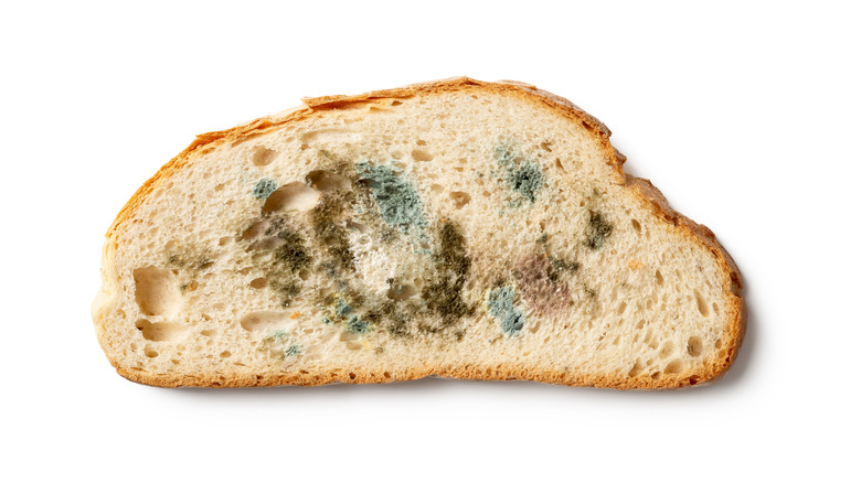 moldy bread