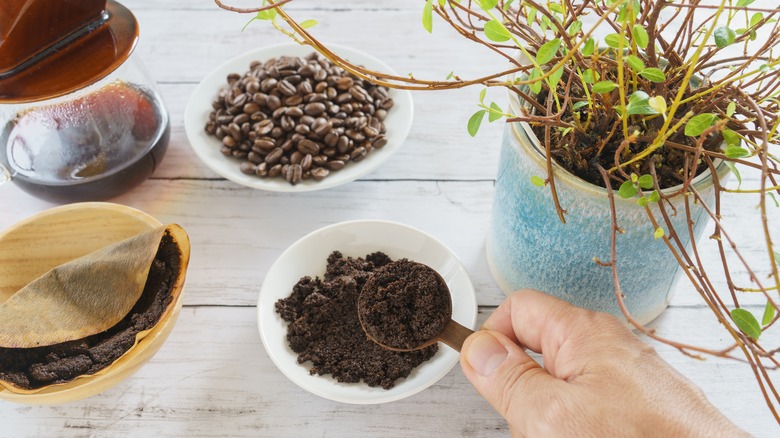 coffee grounds as plant fertilizer 