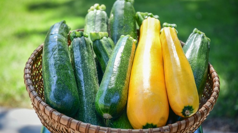 Basket filled with whole zucchini and yellow squash outside