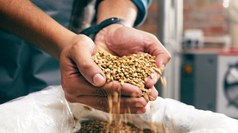 A pair of hands holding barley grains as some slip away