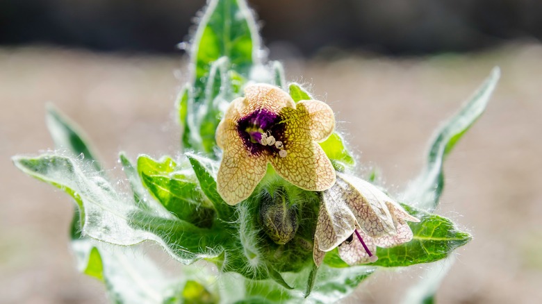 Black henbane plant and flower