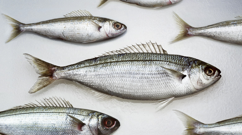 A close up of a school of fish presumably swimming