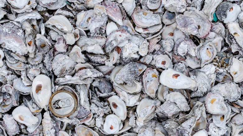 A multitude of oyster shells scatted about