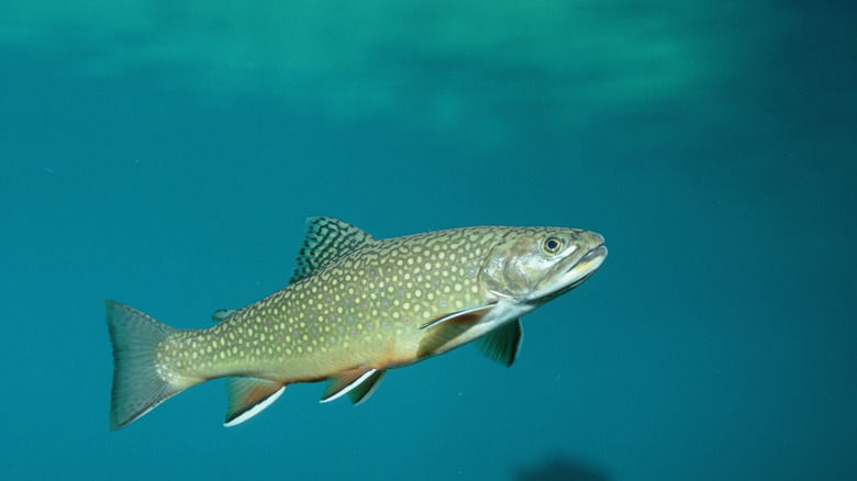 A spotted large fish with gradual coloring of green red and blue swims in dark blue waters