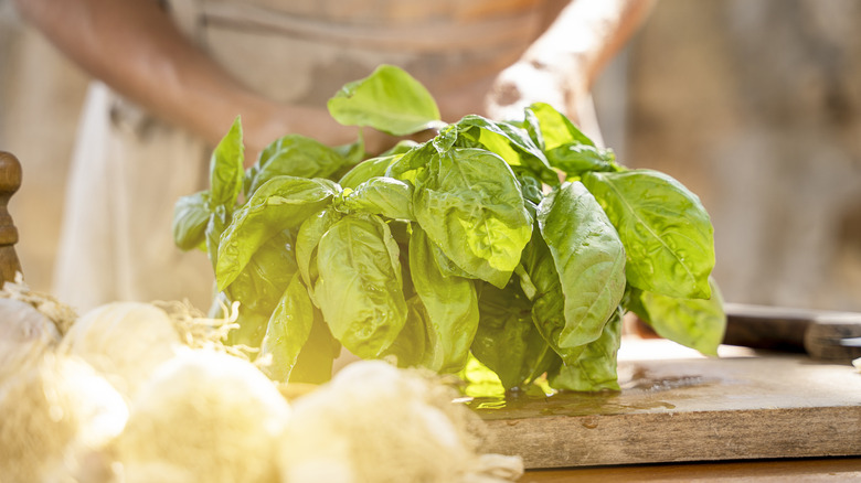 A person holding green basil leaves.