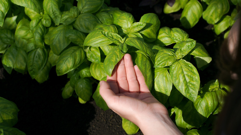 A person touching a growing basil plant.