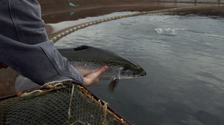 A person holding a farm-raised salmon over a pool of water