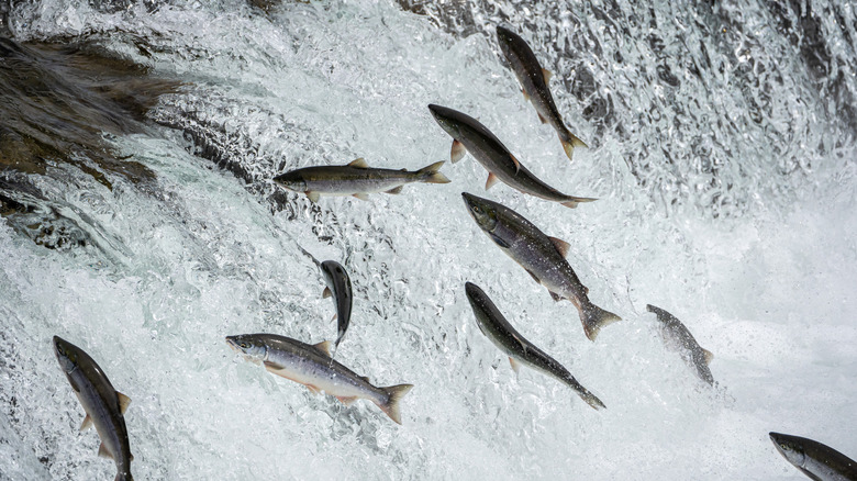 Wild salmon jumping over a waterfall in a river