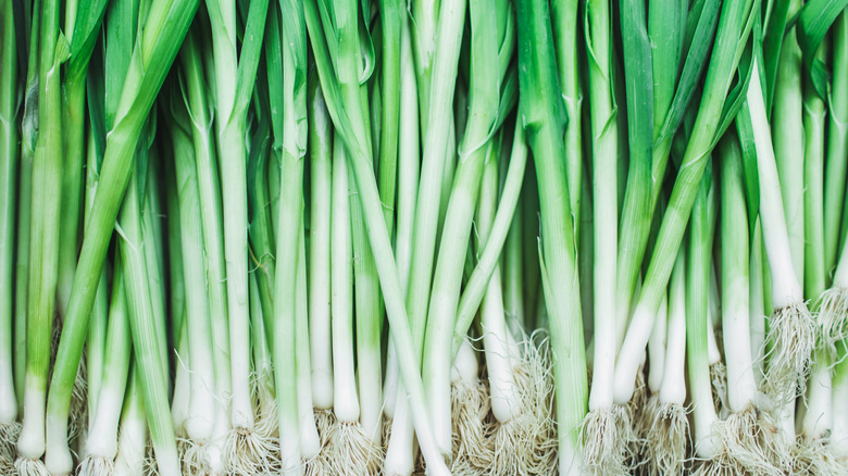 Raw green onions are lined up