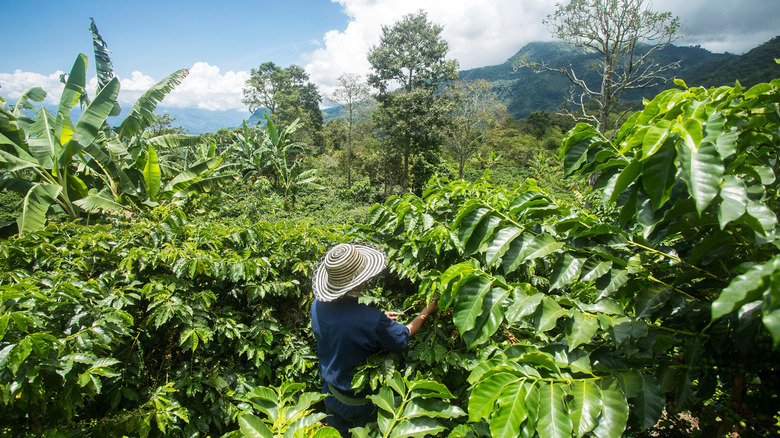 A person working in a Colombian coffee farm.