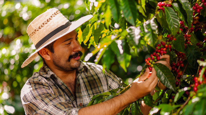 A Colombian farmer picking coffee cherries.