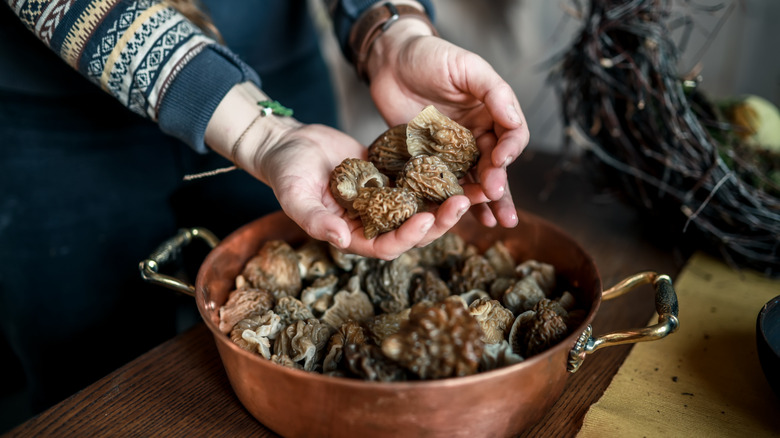 Women harvests morel mushrooms