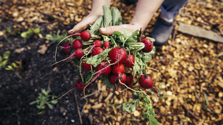 Gardener retrieving fresh radishes from a garden