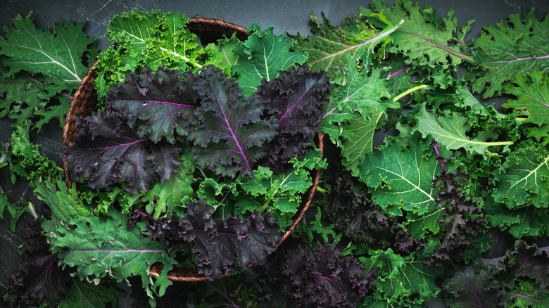 Different kinds of kale