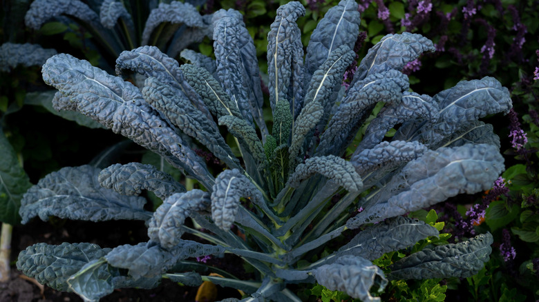 Tuscan kale plant