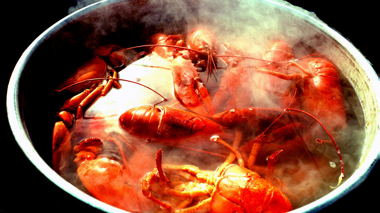 Lobsters in a boiling pot of water