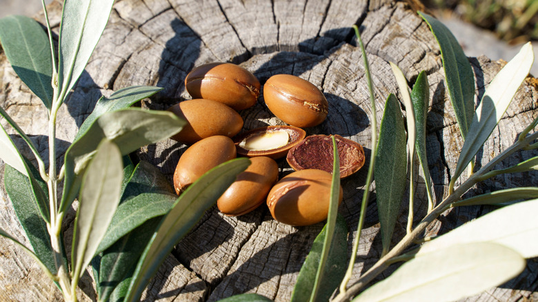 harvested argan seeds and leaves on stump