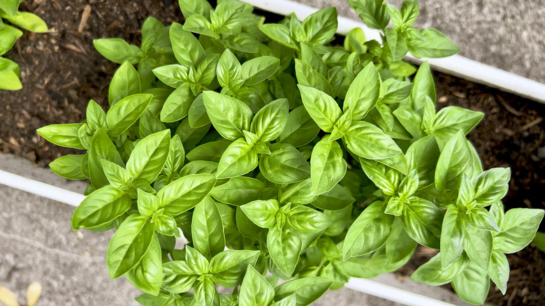 basil in planter