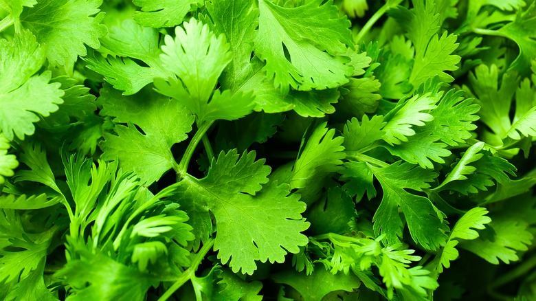 cilantro