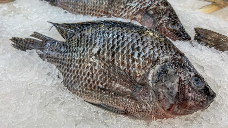 Two whole, fresh-caught tilapia on ice at a fish market.