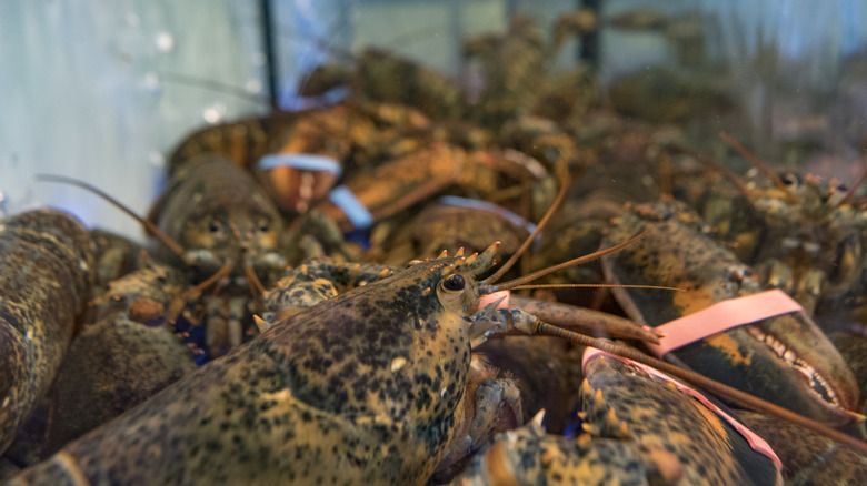 Lobsters inside a tank with their claws encased in rubber bands