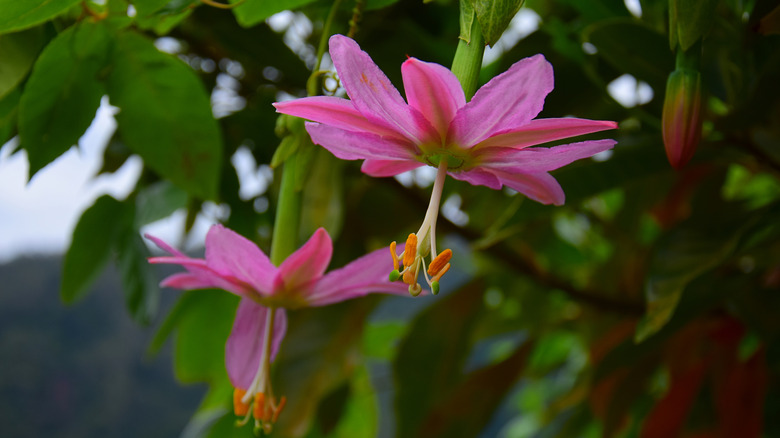 Pink flowers on a banana passionfruit tree