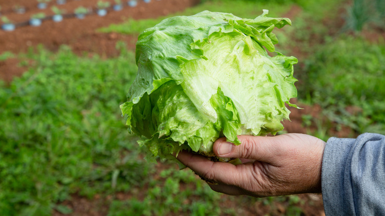 man's hand holding head of iceberg lettuce outdoors