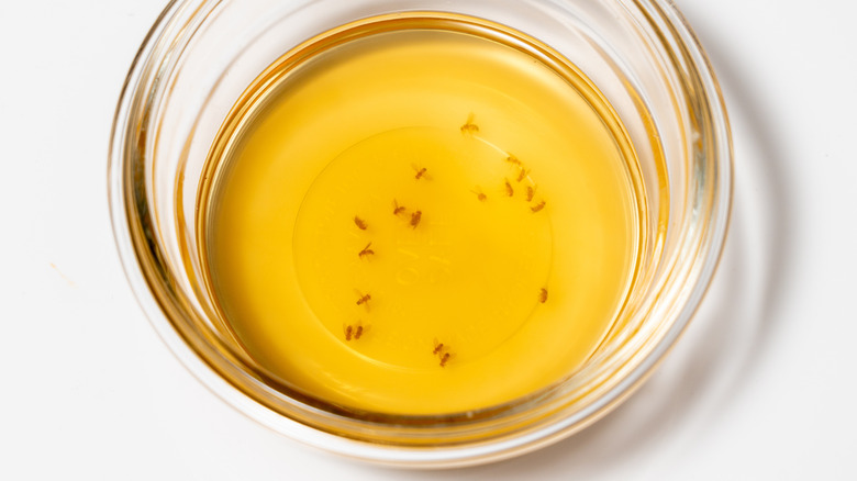 Glass dish with yellow liquid and fruit flies