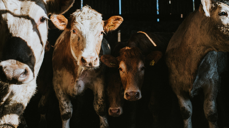 Multiple cows standing in a cattle shed.