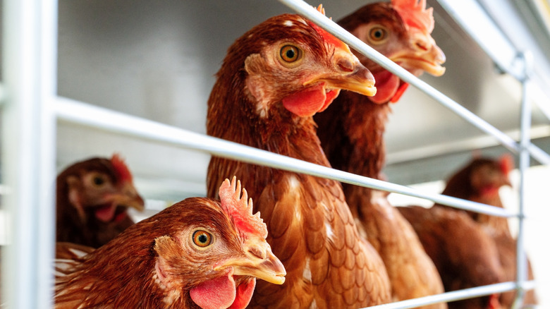 Caged chickens in a farm