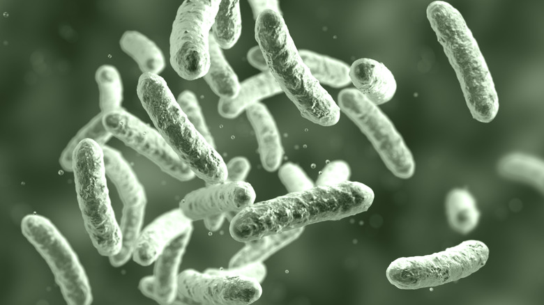 Rod-shaped bacteria like e.coli and salmonella