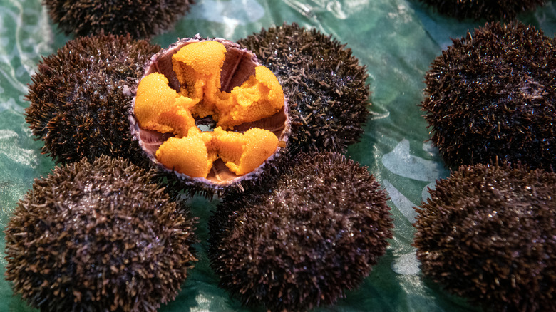 Several sea urchins with one cracked open showing the orange tongues inside