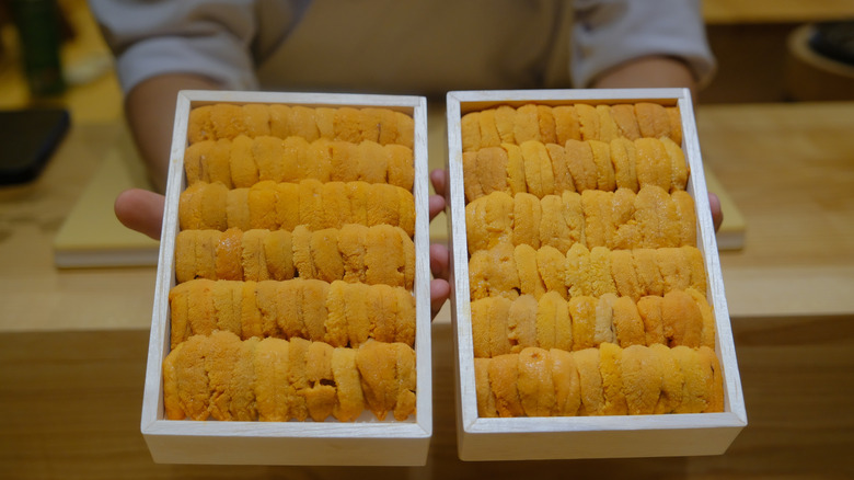 A chef presents two boxes of uni over a counter