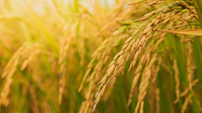 Rice seeds on a stalk