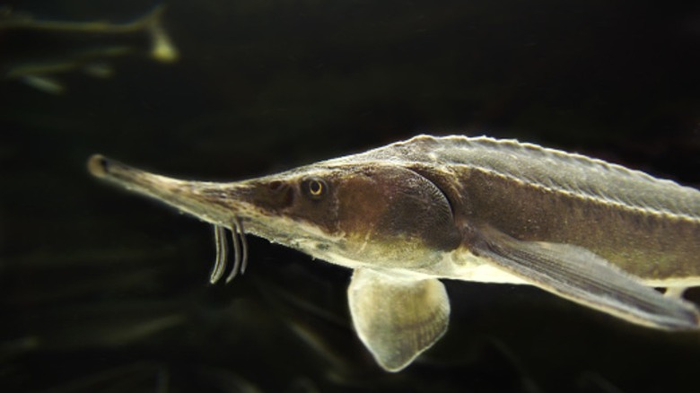 A Russian sturgeon seen in profile