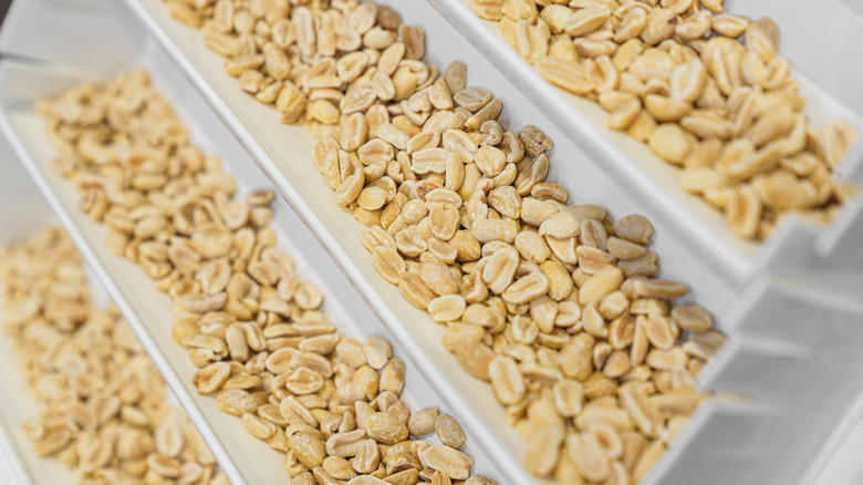 peanuts on shelves in a manufacturing plant