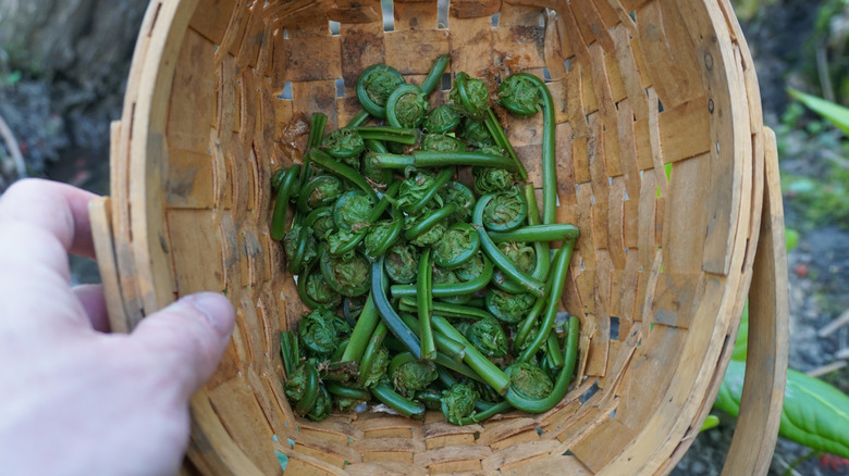 hand holding a basket of raw fiddlehead ferns