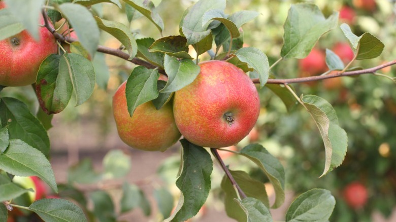 Honeycrisp apples on a tree branch.