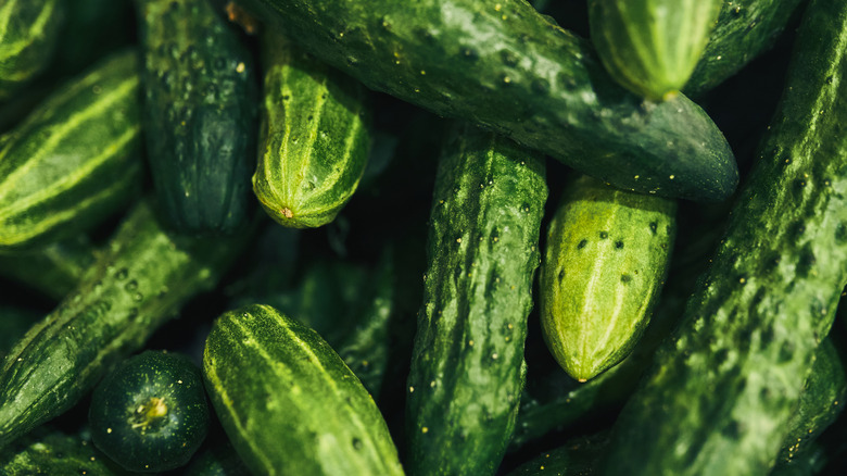 Close-up photo of a pile of cucumbers