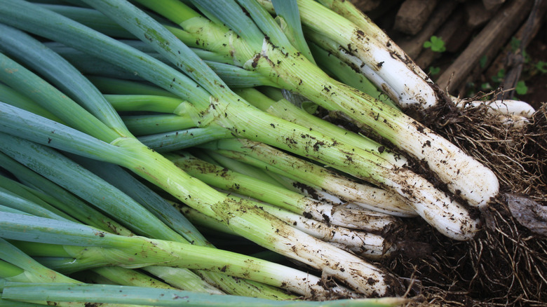 Leeks with dirt on them in a pile