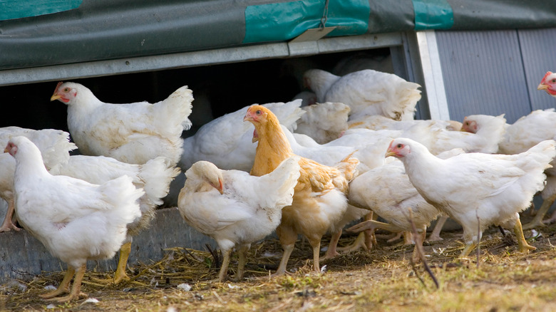 A bunch of chickens walk around on a farm